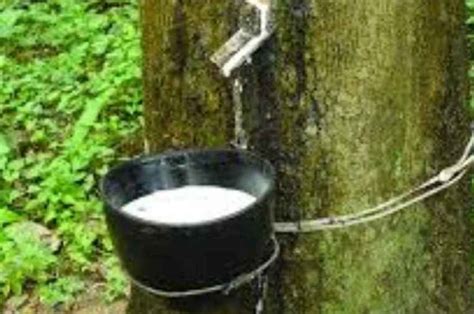 rubber production incentive scheme kerala.